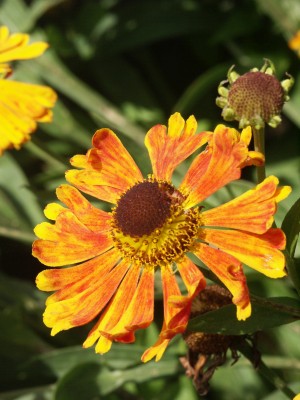 Bild von Helenium x-cult. Waltraud