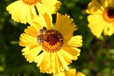 Bild von Helenium x-cult. Wesergold