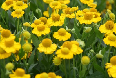 Bild von Helenium x-cult. Tijuana Brass