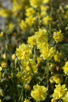 Bild von Helianthemum x-cult. Gelbe Perle