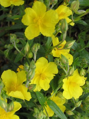 Bild von Helianthemum x-cult. Golden Queen