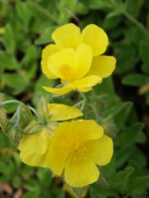 Bild von Helianthemum x-cult. Sterntaler