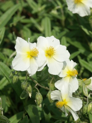 Bild von Helianthemum x-cult. Wisley Primose