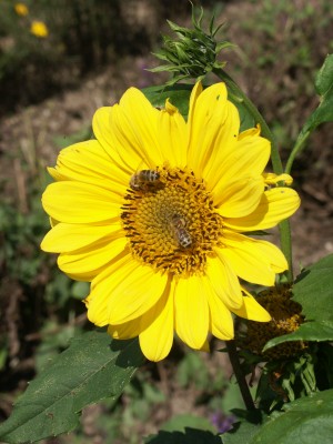 Bild von Helianthus decapetalus Capenock Star