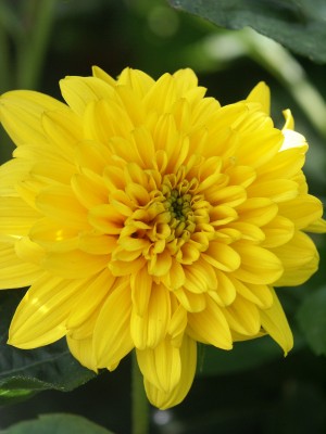 Bild von Helianthus decapetalus Soleil d