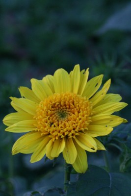 Bild von Helianthus decapetalus Triomphe de Gand