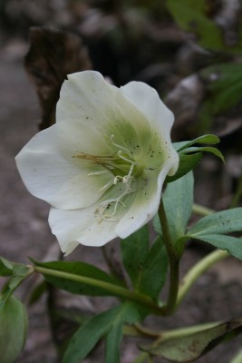 Bild von Helleborus x-orient. weiß