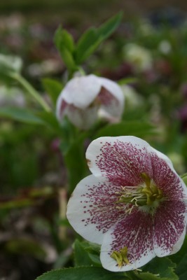 Bild von Helleborus x-orient. White Lady