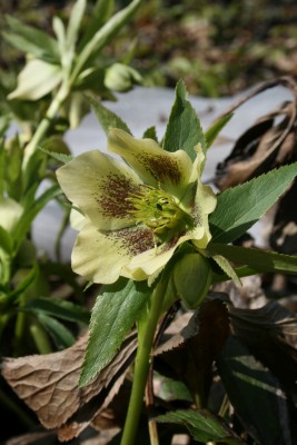 Bild von Helleborus x-orient. Yellow Lady