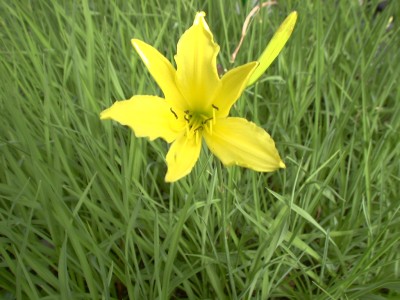 Bild von Hemerocallis citrina
