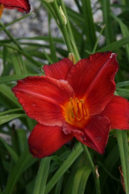 Bild von Hemerocallis x-cult. Chicago Apache