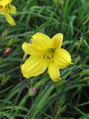 Bild von Hemerocallis x-cult. Corky