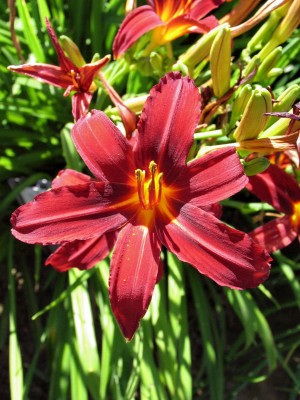 Bild von Hemerocallis x-cult. Crimson Pirate