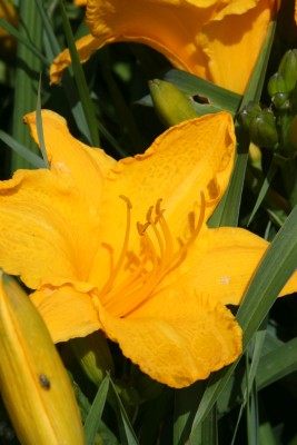 Bild von Hemerocallis x-cult. Golden Prize