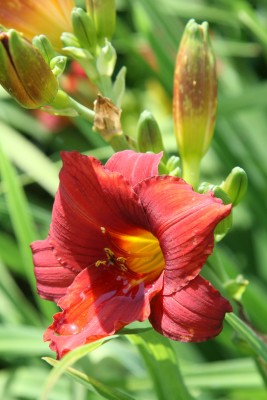 Bild von Hemerocallis x-h. Joan-Derifield