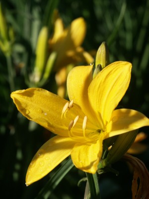 Bild von Hemerocallis x-cult. Maikönigin