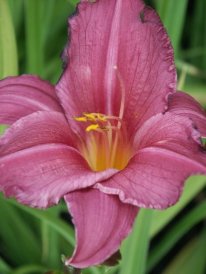 Bild von Hemerocallis x-cult. Summer Wine