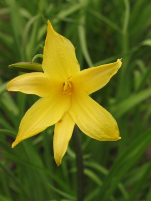 Bild von Hemerocallis minor