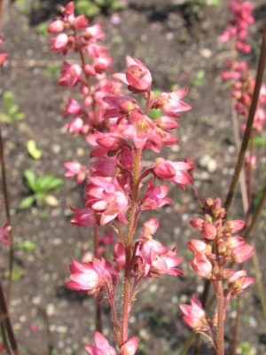 Bild von Heuchera x-brizoides Pruhoniciana