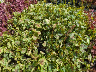 Bild von Heuchera x-cult. Green Spice