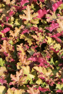 Bild von Heuchera x-cult. Marmalade