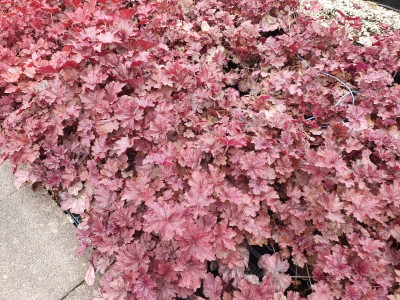 Bild von Heuchera x-cult. Beaujolais