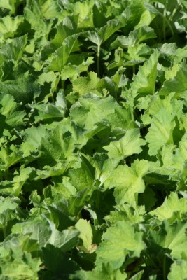 Bild von Heuchera villosa var.macrorrhiza