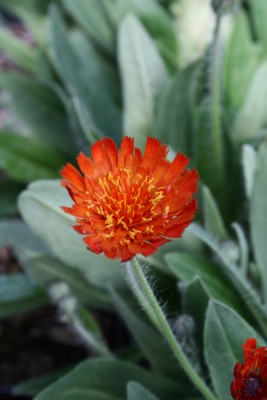 Bild von Hieracium x-rubrum