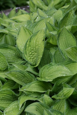 Bild von Hosta x-fortunei Aureo-picta