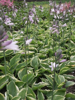 Bild von Hosta x-fortunei Aureomarginata