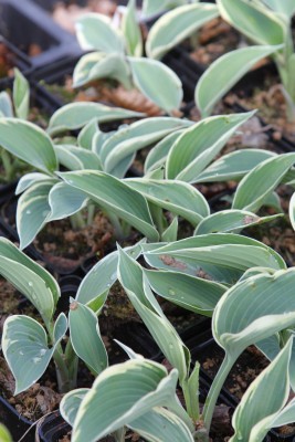 Bild von Hosta x-cult. El Nino