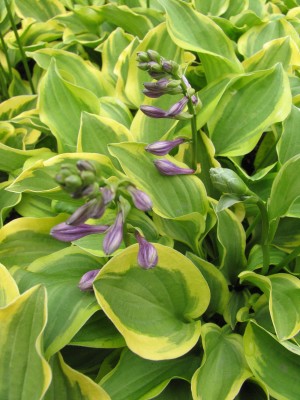 Bild von Hosta nakaianna Golden Tiara