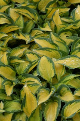 Bild von Hosta x-cult. Orange Marmelade