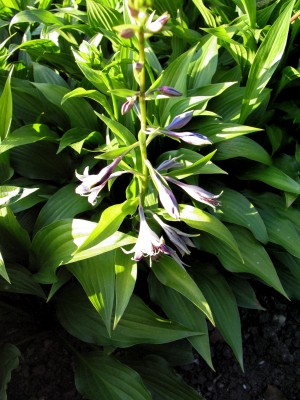 Bild von Hosta lancifolia