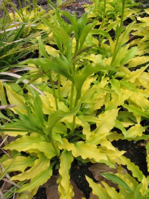 Bild von Hosta x-cult. Laterna-Magica