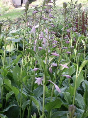 Bild von Hosta ventricosa