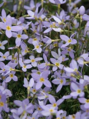 Bild von Houstonia caerulea