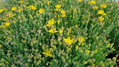 Bild von Hypericum polyphyllum