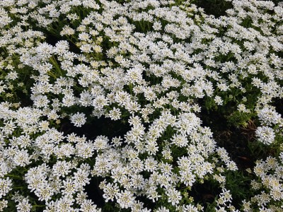 Bild von Iberis sempervirens Weißer Zwerg