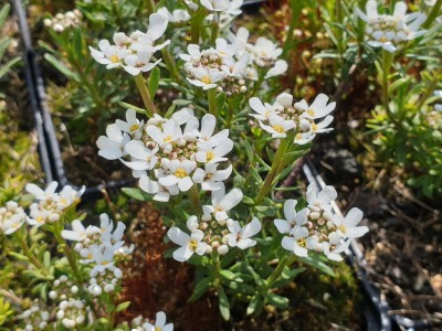 Bild von Iberis sempervirens Zwergschneeflocke