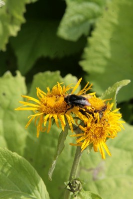 Bild von Inula magnifica