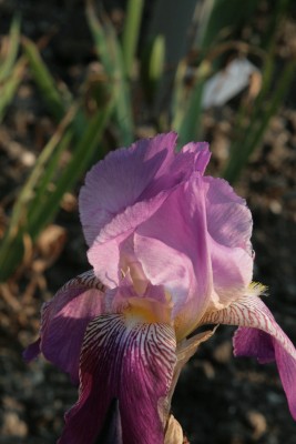 Bild von Iris x-barb.-elat. purpur