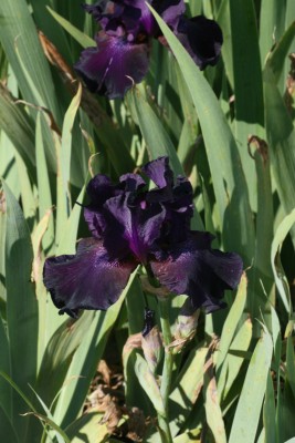 Bild von Iris x-barb.-elatior Superstition