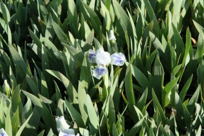 Bild von Iris x-barb.-nana Boo