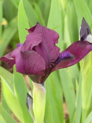 Bild von Iris x-barb.-nana Pastel Charme