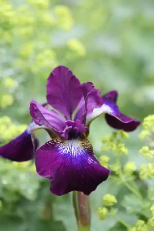 Bild von Iris sibirica Berlin Purple Wine