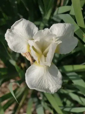 Bild von Iris sibirica White Swirl