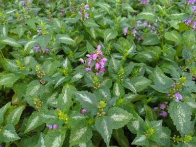 Bild von Lamium maculatum Chequers