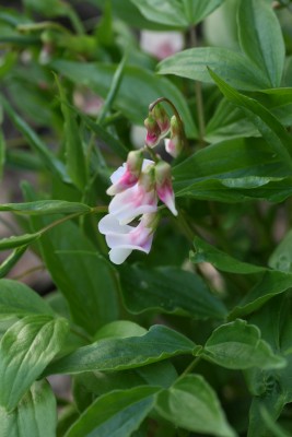 Bild von Lathyrus vernus rosa