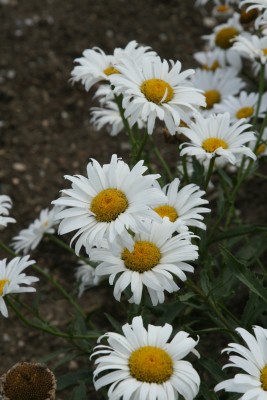 Bild von Leucanthemum superbum Beethofen